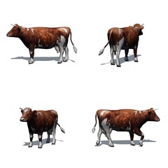 Set of brown white cow with shadow on the floor - isolated on white background