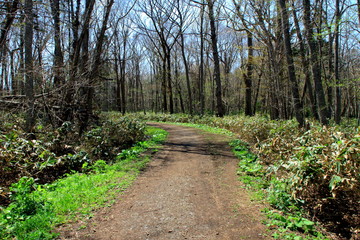 札幌、野幌森林公園の散歩道の風景