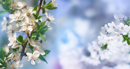 Abstract floral background. Delicate spring flowers in pastel colors. Banner background with copy space.