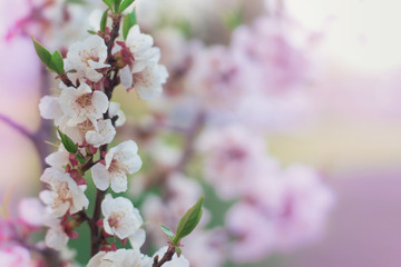 Abstract floral background. Delicate spring flowers in pastel colors. Banner background with copy space.