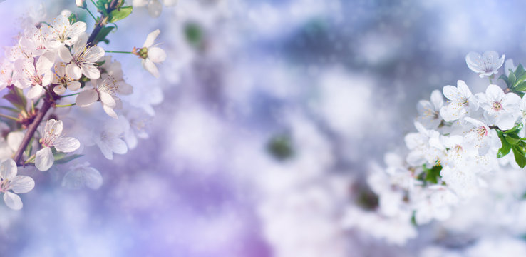 Abstract floral background. Delicate spring flowers in pastel colors. Banner background with copy space. © Laura Сrazy