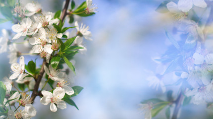 Abstract floral background. Delicate spring flowers in pastel colors. Banner background with copy space.