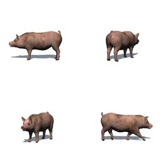 Fototapeta premium Set of pig with shadow on the floor - isolated on white background