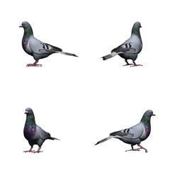 Set of pigeon - isolated on white background