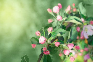 Abstract floral background. Delicate spring flowers in pastel colors. Banner background with copy space.