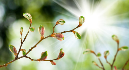 isolated image of buds on a tree branch against the sky