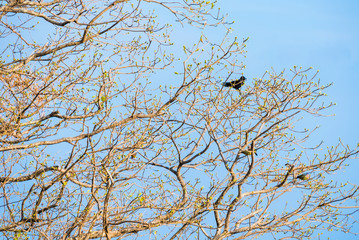 Bird on top Trees Branches.
