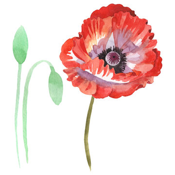 Red poppy floral botanical flowers. Watercolor background illustration set. Isolated poppy illustration element.