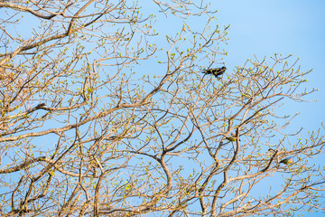 Bird on top Trees Branches.