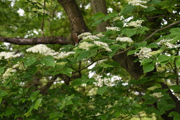 Fototapeta premium Cornus controversa blossoms in full bloom