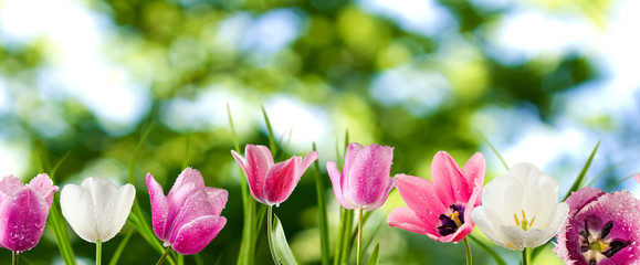 Fototapeta na wymiar image of tulips flowers closeup