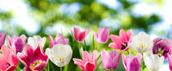 Fototapeta na wymiar image of tulips flowers close up