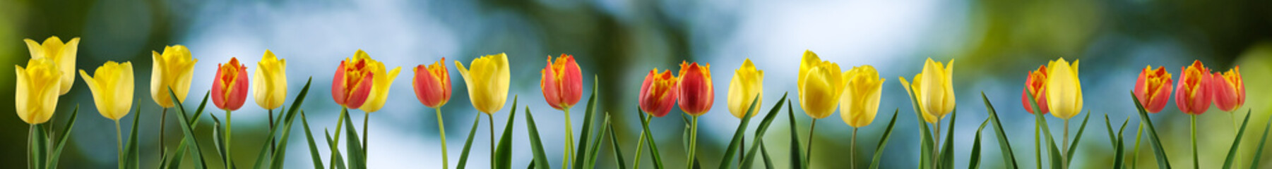 image of tulips flowers close up