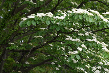 Cornus controversa blossoms in full bloom