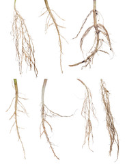 seven plant roots collection on white