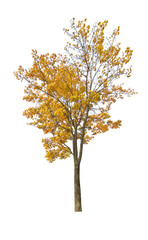 dark yellow fall maple isoalted on white