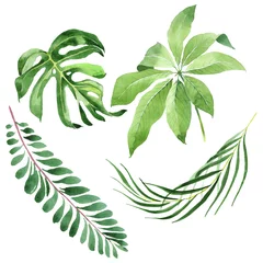 Fotobehang Tropische bladeren Exotic tropical hawaiian summer. Watercolor background illustration set. Isolated leaves illustration element.