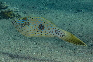 Fish swim in the Red Sea, colorful fish, Eilat Israel