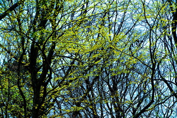 Fototapeta premium 札幌の公園の木々の芽吹く風景