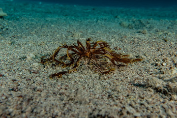 Coral reefs and water plants in the Red Sea, Eilat Israel