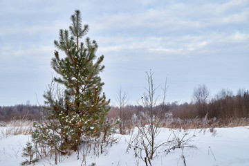 Winter landscape with blue sky and white clouds above field with snow and forest on the horizon
