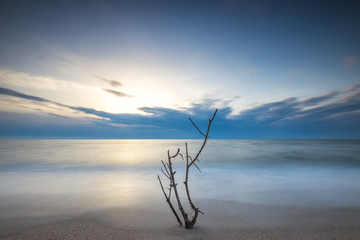 Lonely tree on empty beach. Sea sunrise.