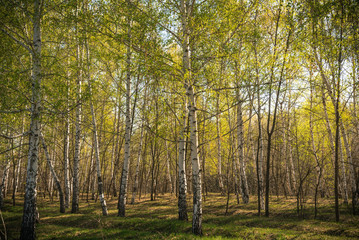 Beautiful forest landscape - morning in a birch grove on a sunny day