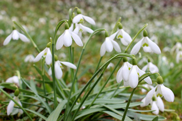 Cluster of snowdrops