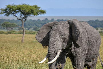 Obraz na płótnie Canvas Wildlife Elefant 