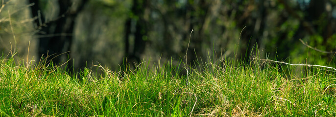 Grass on the field close-up and blurred forest in the background