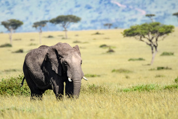 Obraz premium Wildlife Elefant 