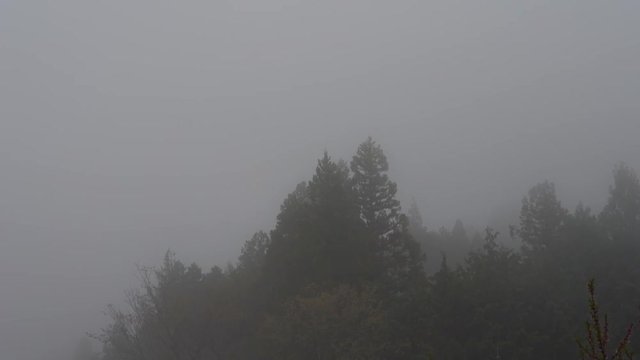 Rain forest