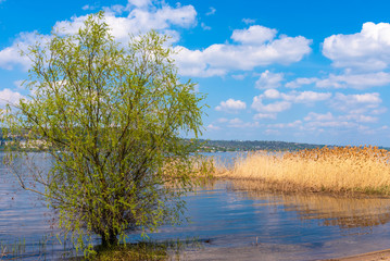 Beautiful summer sea or river landscape - beach with reeds and trees, blue sky, summer background