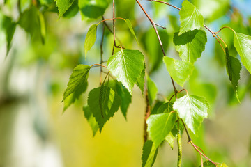 Birch branch with leaves and blurred green floral background, copy space © Stanislav Ostranitsa