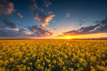 Sunset over the rapeseed field, beautiful spring day.
