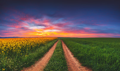 Sunrise over the rapeseed and wheat field, beautiful spring day. Path in the fields.