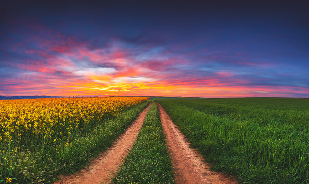 Sunrise over the rapeseed and wheat field, beautiful spring day. Path in the fields. © ValentinValkov
