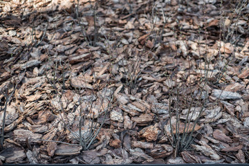 Clean, fresh, pine bark mulch beautifully illuminated by the sun.