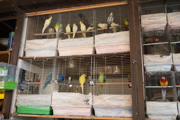 animal market - yellow parrots in cages