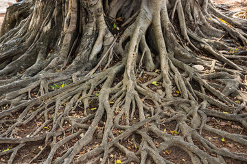 The roots of old huge tree on the ground.Thailand.