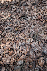 Clean, fresh, pine bark mulch beautifully illuminated by the sun.