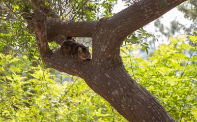 Gato en árbol