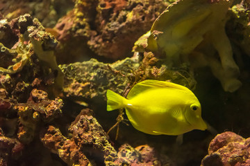 Beautiful sea fish in the aquarium at Phuket Aquarium.Thailand.