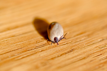 a big fat tick on a table