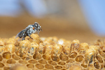 The larvae of the bees that leave the nest.