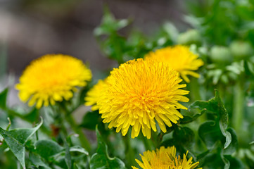 close up on spring flower dandelion in sweden
