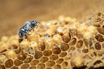 The larvae of the bees that leave the nest.