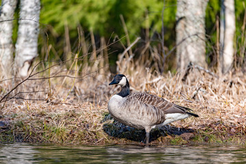 big canada goose standing in dry grass
