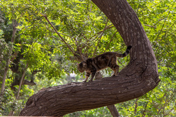 Gato trepando árbol
