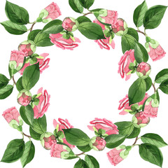 Pink camelia floral botanical flowers. Watercolor background illustration set. Frame border ornament square.